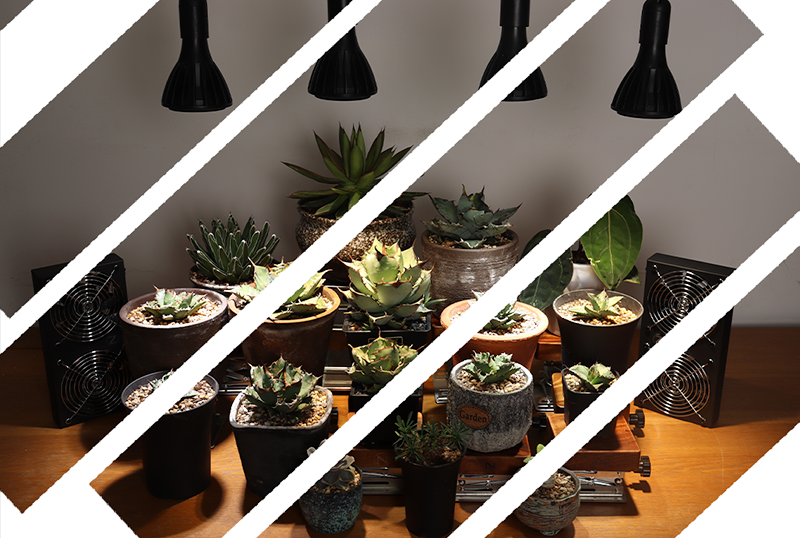 Niwuno（ニウノ） 植物育成LEDライト